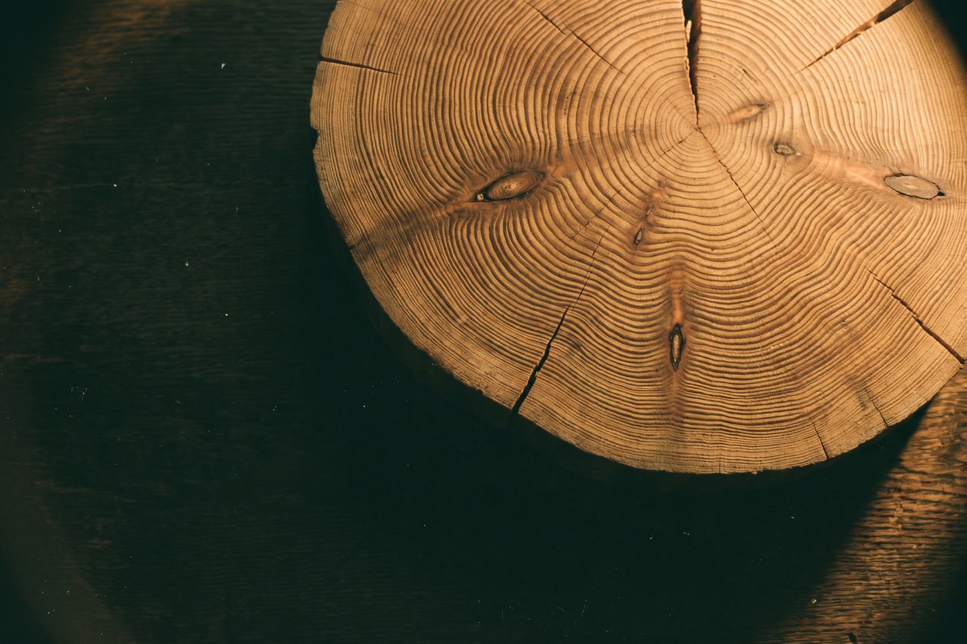 A sanded cross-section of an old tree trunk showing dense growth rings, lit from the side
